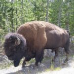 Yellowstone Bison