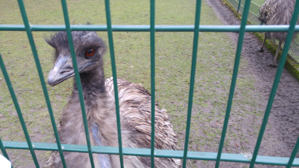 Emu in Tours