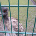 Emu in Tours