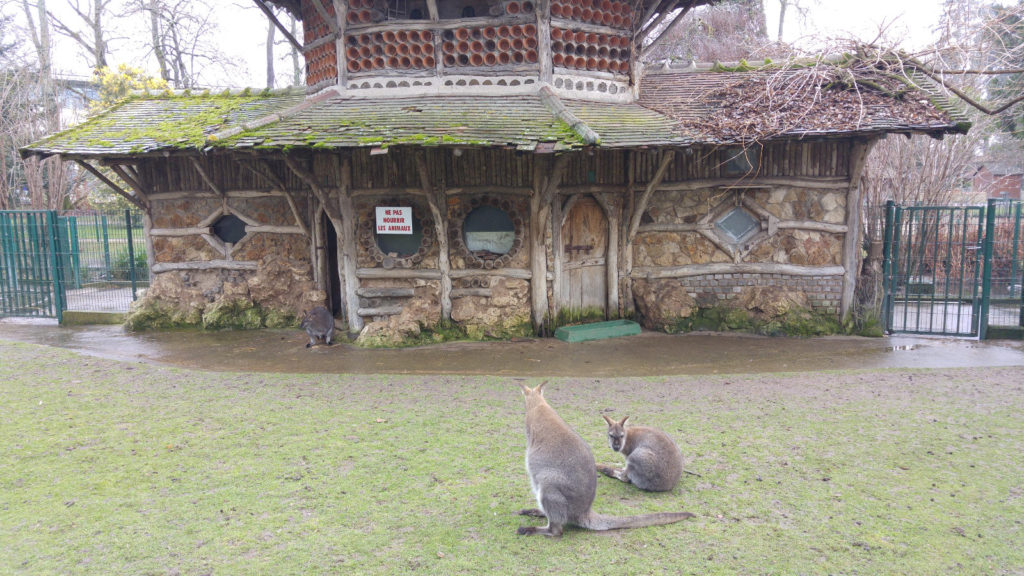 Wallabies in Tours