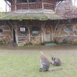 Wallabies in Tours